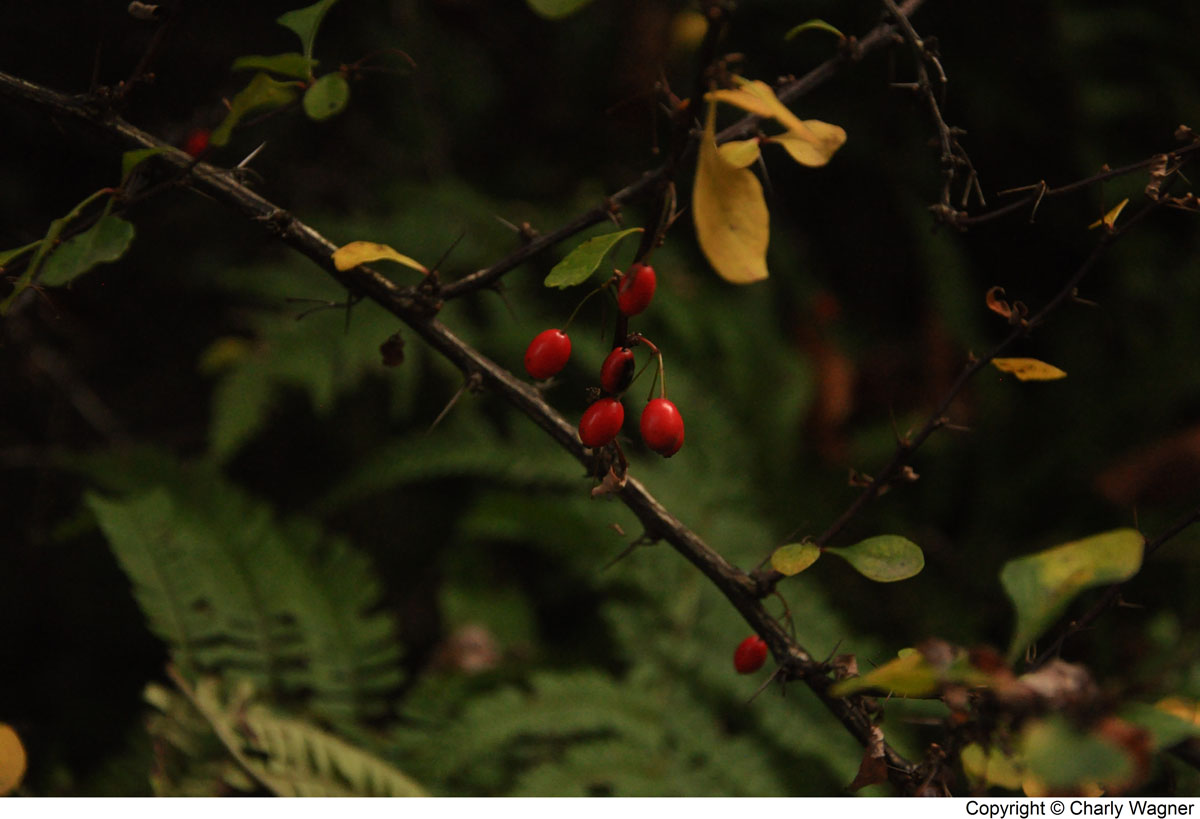 DSC_0796_C.jpg